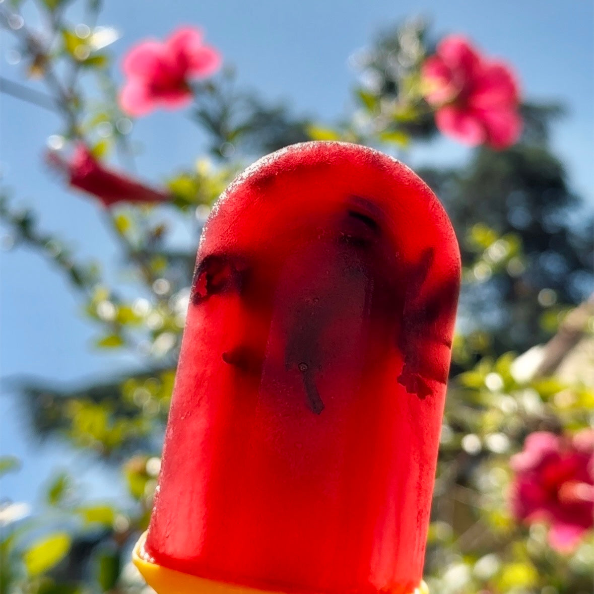 Chill out with Reishi Hibiscus Popsicles